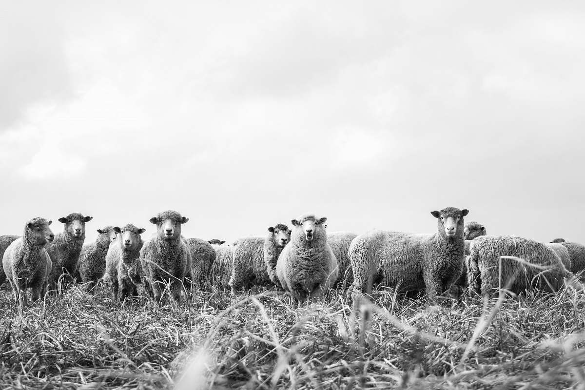 new zealand grayscale photography lamb sheep